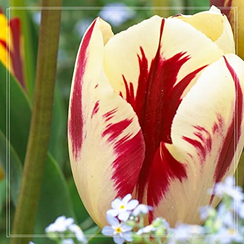 Tulpen Rhizome, Sehr Exklusiv, Töpfe und Balkon, Winterharte Frühblüher, Botanik Kollektion, Lange BlüTezeit, 5zwiebelns-J Tulpen Rhizome, Sehr Exklusiv, Töpfe und Balkon, Winterharte Frühblüher, Botanik Kollektion, Lange BlüTezeit, 5zwiebelns-J von HONGDET