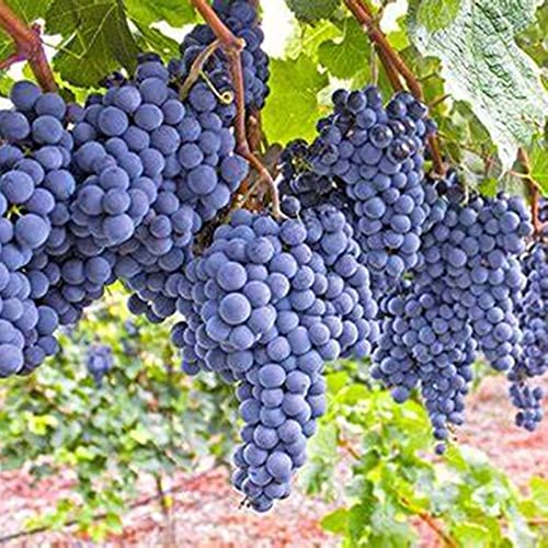 Weinreben Winterhart, Weintrauben Kernlos Winterhartes, Winterhart Traubenwurzel Pflanze, Trauben Kernlos Pflanzen, Garten Tafeltraube, -3 Weinreben pflanzen-E von HONGDET