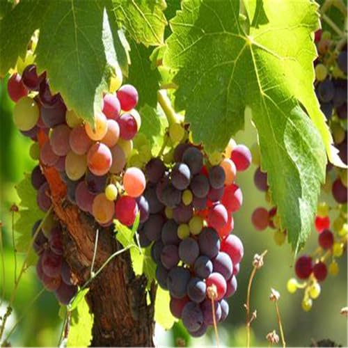 Weintrauben Kernlos Winterhartes, Lebende Pflanzen,Weinreben, Weinreben Winterhart, Winterhart Traubenwurzel Pflanze,Tafeltraube, Trauben Kernlos Pflanzen, Tafel-Trauben, -1 Weinreben pflanzen-A Weintrauben Kernlos Winterhartes, Lebende Pflanzen,Weinreben, Weinreben Winterhart, Winterhart Traubenwurzel Pflanze,Tafeltraube, Trauben Kernlos Pflanzen, Tafel-Trauben, -1 Weinreben pflanzen-A von HONGDET