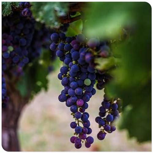 Weintrauben Kernlos Winterhartes, Lebende Pflanzen,Weinreben, Weinreben Winterhart, Winterhart Traubenwurzel Pflanze,Tafeltraube, Trauben Kernlos Pflanzen, Tafel-Trauben, -1 Weinreben pflanzen-F Weintrauben Kernlos Winterhartes, Lebende Pflanzen,Weinreben, Weinreben Winterhart, Winterhart Traubenwurzel Pflanze,Tafeltraube, Trauben Kernlos Pflanzen, Tafel-Trauben, -1 Weinreben pflanzen-F von HONGDET
