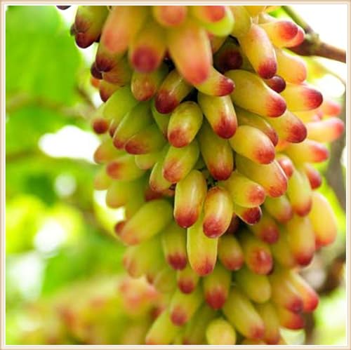Weintrauben Kernlos Winterhartes, Lebende Pflanzen,Weinreben, Weinreben Winterhart, Winterhart Traubenwurzel Pflanze,Tafeltraube, Trauben Kernlos Pflanzen, Tafel-Trauben, -2 Weinreben pflanzen-E Weintrauben Kernlos Winterhartes, Lebende Pflanzen,Weinreben, Weinreben Winterhart, Winterhart Traubenwurzel Pflanze,Tafeltraube, Trauben Kernlos Pflanzen, Tafel-Trauben, -2 Weinreben pflanzen-E von HONGDET