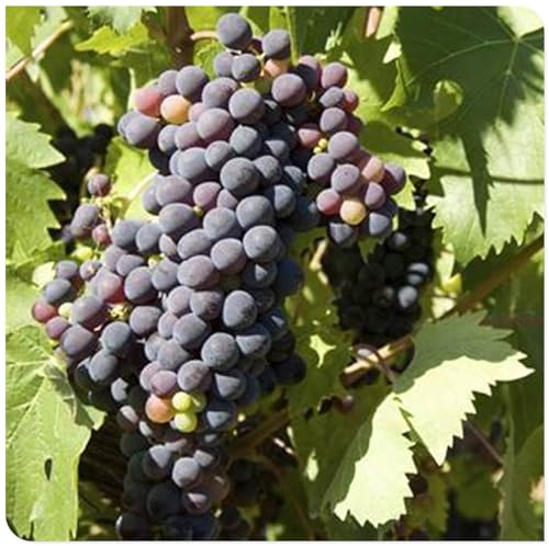 Weintrauben Kernlos Winterhartes, Lebende Pflanzen,Weinreben, Weinreben Winterhart, Winterhart Traubenwurzel Pflanze,Tafeltraube, Trauben Kernlos Pflanzen, Tafel-Trauben, -2 Weinreben pflanzen-H Weintrauben Kernlos Winterhartes, Lebende Pflanzen,Weinreben, Weinreben Winterhart, Winterhart Traubenwurzel Pflanze,Tafeltraube, Trauben Kernlos Pflanzen, Tafel-Trauben, -2 Weinreben pflanzen-H von HONGDET