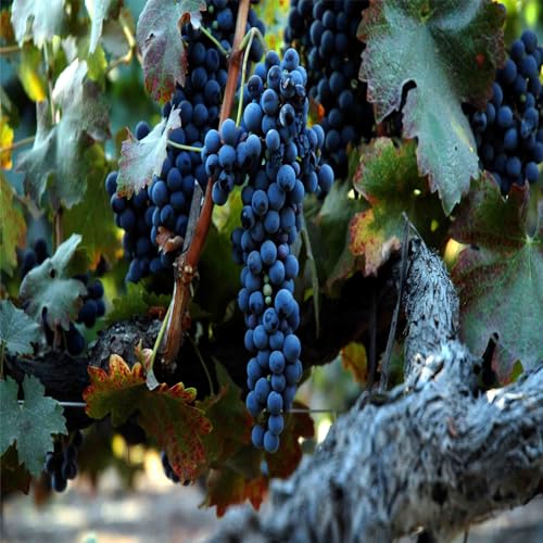 Weintrauben Kernlos Winterhartes, Lebende Pflanzen,Weinreben, Weinreben Winterhart, Winterhart Traubenwurzel Pflanze,Tafeltraube, Trauben Kernlos Pflanzen, Tafel-Trauben, -2 Weinreben pflanzen-J Weintrauben Kernlos Winterhartes, Lebende Pflanzen,Weinreben, Weinreben Winterhart, Winterhart Traubenwurzel Pflanze,Tafeltraube, Trauben Kernlos Pflanzen, Tafel-Trauben, -2 Weinreben pflanzen-J von HONGDET