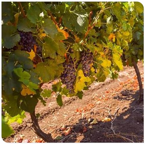 Weintrauben Kernlos Winterhartes, Lebende Pflanzen,Weinreben, Weinreben Winterhart, Winterhart Traubenwurzel Pflanze,Tafeltraube, Trauben Kernlos Pflanzen, Tafel-Trauben, -4 Weinreben pflanzen-D Weintrauben Kernlos Winterhartes, Lebende Pflanzen,Weinreben, Weinreben Winterhart, Winterhart Traubenwurzel Pflanze,Tafeltraube, Trauben Kernlos Pflanzen, Tafel-Trauben, -4 Weinreben pflanzen-D von HONGDET