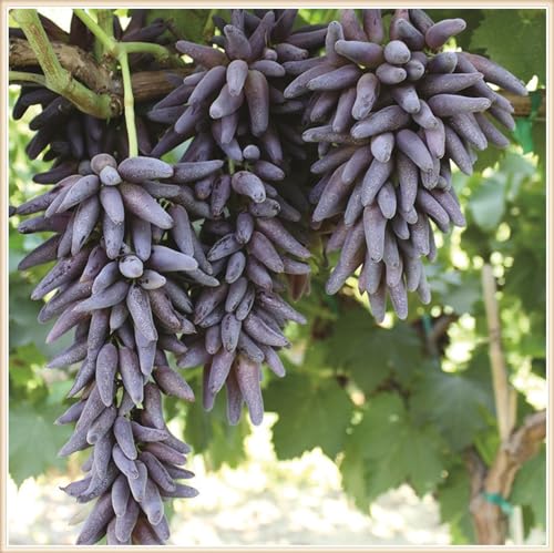 Weintrauben Kernlos Winterhartes, Lebende Pflanzen,Weinreben, Weinreben Winterhart, Winterhart Traubenwurzel Pflanze,Tafeltraube, Trauben Kernlos Pflanzen, Tafel-Trauben, -4 Weinreben pflanzen-I Weintrauben Kernlos Winterhartes, Lebende Pflanzen,Weinreben, Weinreben Winterhart, Winterhart Traubenwurzel Pflanze,Tafeltraube, Trauben Kernlos Pflanzen, Tafel-Trauben, -4 Weinreben pflanzen-I von HONGDET