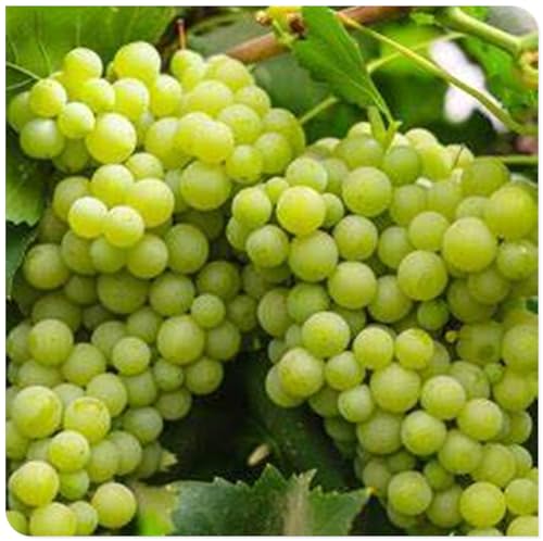 Weintrauben Kernlos Winterhartes, Lebende Pflanzen,Weinreben, Weinreben Winterhart, Winterhart Traubenwurzel Pflanze,Tafeltraube, Trauben Kernlos Pflanzen, Tafel-Trauben, -5 Weinreben pflanzen-C Weintrauben Kernlos Winterhartes, Lebende Pflanzen,Weinreben, Weinreben Winterhart, Winterhart Traubenwurzel Pflanze,Tafeltraube, Trauben Kernlos Pflanzen, Tafel-Trauben, -5 Weinreben pflanzen-C von HONGDET