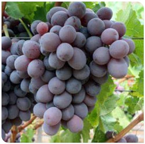 Weintrauben Kernlos Winterhartes, Lebende Pflanzen,Weinreben, Weinreben Winterhart, Winterhart Traubenwurzel Pflanze,Tafeltraube, Trauben Kernlos Pflanzen, Tafel-Trauben, -5 Weinreben pflanzen-G Weintrauben Kernlos Winterhartes, Lebende Pflanzen,Weinreben, Weinreben Winterhart, Winterhart Traubenwurzel Pflanze,Tafeltraube, Trauben Kernlos Pflanzen, Tafel-Trauben, -5 Weinreben pflanzen-G von HONGDET
