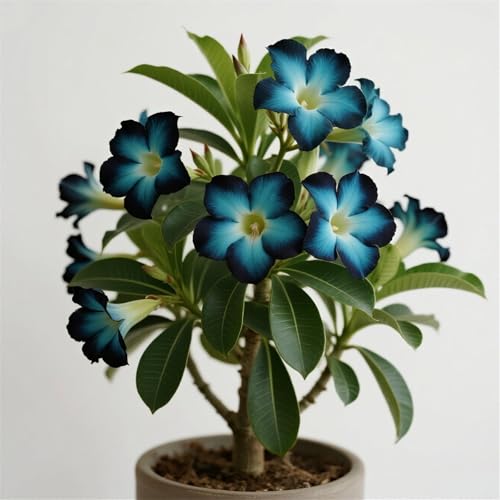 Wüstenrosen Rhizome, Mehrfarbig Ertragreicherg. (Winterhart/Stauden/Staude/Mehrjährig/Süß) Perfekte Zier, Seltene WüStenrosen, 1bulb-B von HONGDET