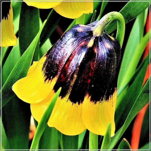 WunderschöN, Fritillaria Rhizome, Beharrliche VitalitäT, Elegant FüR Den Gartenanbau, Gute KäLtebestäNdigkeit, GroßE AnpassungsfäHigkeit, Fritillaria Imperialis-4bulbs-E von HONGDET