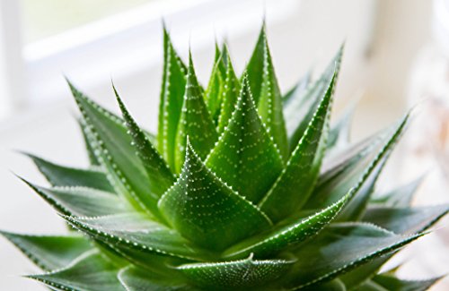 HONIC Seltene Aloe Vera Plantas 10 Stück Aloe Vera Pflanze Kräuter Sukkulente Flores Bonsai Zimmerpflanzen für Hausgarten von HONIC