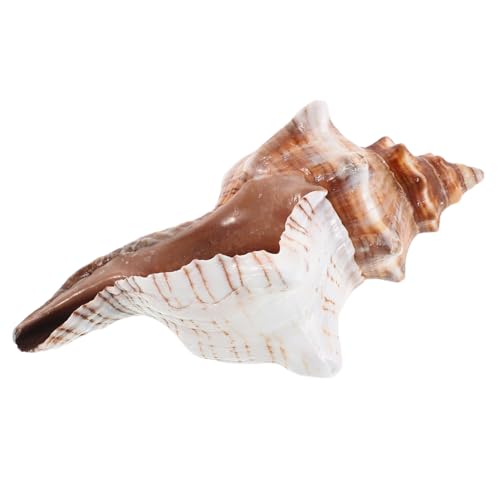HOODANCOS Natürlicher Nautical Shell Planter Muschel Blumenübertopf Bonsai Kaktus Vase für Desktop Balkon Wohnzimmer Dekoration Luftdurchlässig Wurzelfreundlich Pflegeleicht Geschenkidee von HOODANCOS