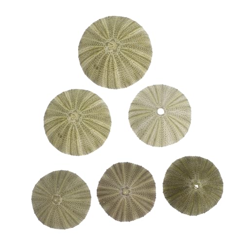 HOOTNEE 6stücke Natürliche Seeigel-Schalen Als Dekoration Für Hängende Luftpflanzen DIY-Topf Für Strand Hochzeitsdeko Einzigartige Wohnaccessoires HOOTNEE 6stücke Natürliche Seeigel-Schalen Als Dekoration Für Hängende Luftpflanzen DIY-Topf Für Strand Hochzeitsdeko Einzigartige Wohnaccessoires von HOOTNEE
