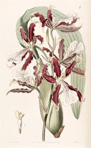 HRJUBWREE Berühmte Gemälde Druck Leinwand Malerei Bilder Wandgemälde Miltonia Cuneata von berühmtem Künstler Poster Kunstwerke für Wohnzimmer Dekoration 60x90cm von HRJUBWREE
