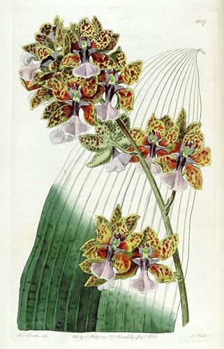 HRJUBWREE Berühmte Gemälde Druck Leinwand Malerei Bilder Wandgemälde Trichocentrum Lanceanum oder Oncidium Lanceanum von berühmten Künstlern Poster Kunstwerke für Wohnzimmer Dekoration 60x90cm HRJUBWREE Berühmte Gemälde Druck Leinwand Malerei Bilder Wandgemälde Trichocentrum Lanceanum oder Oncidium Lanceanum von berühmten Künstlern Poster Kunstwerke für Wohnzimmer Dekoration 60x90cm von HRJUBWREE