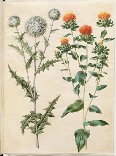 HRJUBWREE Vintage Leinwandmalerei Ölgemälde Wandbilder Kunstdrucke Leinwand Echinops Sphaerocephalus by Hans Simon Holtzbecker Wandkunst Bild Druck für Wanddekoration 60x90cm von HRJUBWREE