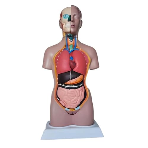 42CM Human Half Body Torso Teaching Model Human Torso Model Anatomically Accurate Body Model Human Torso Anatomy 42CM Human Half Body Torso Teaching Model Human Torso Model Anatomically Accurate Body Model Human Torso Anatomy von HSTBLEOO