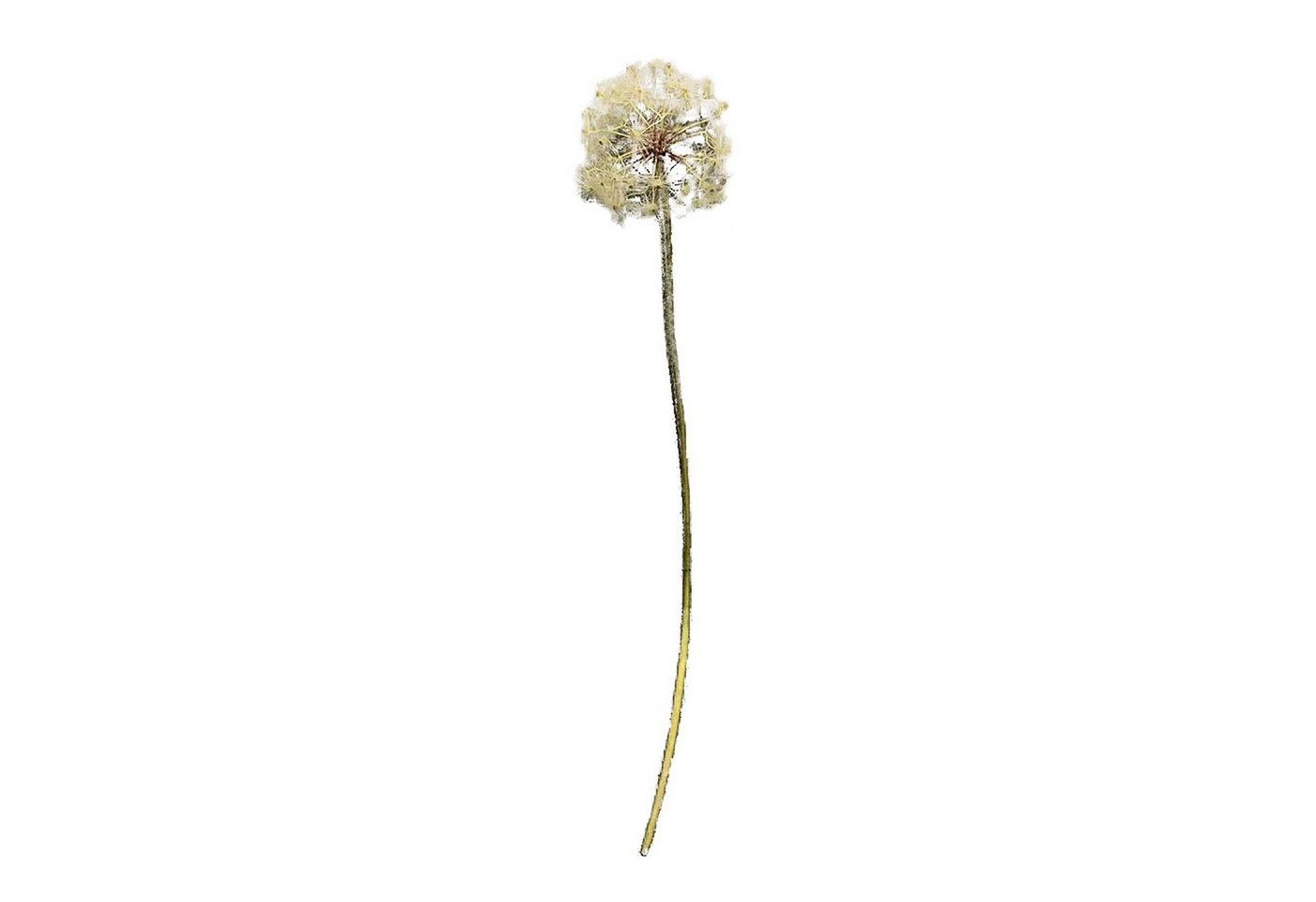 Kunstblume Kunstblume Pusteblume Flora Pusteblume, HTI-Living, Höhe 91 cm, Dekoblume von HTI-Living