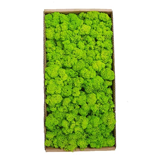 Künstliche grüne Pflanze, Moos, Gras, Zuhause, Wohnzimmer, unsterblich, dekorative Wand, DIY-Mikro-Landschaftszubehör, 40 g, grün von HTRNDDFF