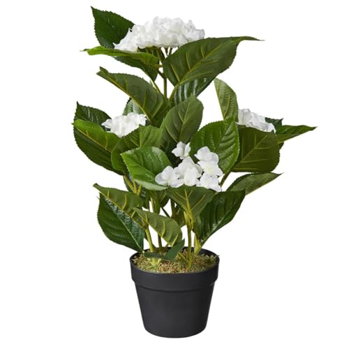 HTT Decorations - künstliche Hortensie mit weißen Blüten - Kunstpflanze im Topf - unechte Pflanze - Kunstblume - Kunstpflanze wie echt - 58 cm Höhe HTT Decorations - künstliche Hortensie mit weißen Blüten - Kunstpflanze im Topf - unechte Pflanze - Kunstblume - Kunstpflanze wie echt - 58 cm Höhe von HTT Decorations