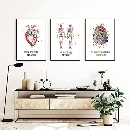 Anatomie Medizin Herz Lunge Gehirn Leinwand Malerei Bilder Anatomie Poster Kunstdruck Wandbilder für Krankenhaus Klinik Deko Rahmenlos (3X40X50CM) von HTWLMM
