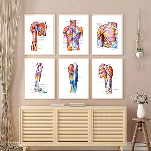 HTWLMM Anatomie Medizin Leinwand Malerei Bilder Menschliches Muskelsystem Poster Kunstdruck Wandbilder für Krankenhaus Klinik Deko Rahmenlos (6X40X50CM) von HTWLMM