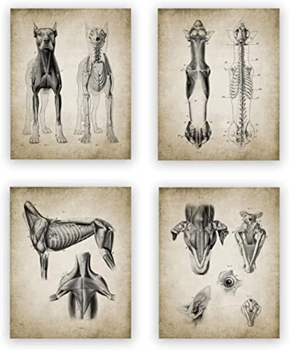 HTWLMM Hund Anatomie Leinwand Malerei Bilder Veterinär Medizinische Anatomie Vintage Poster Kunstdruck Wandbilder für Krankenhaus Klinik Deko Rahmenlos (4X20X30CM) von HTWLMM