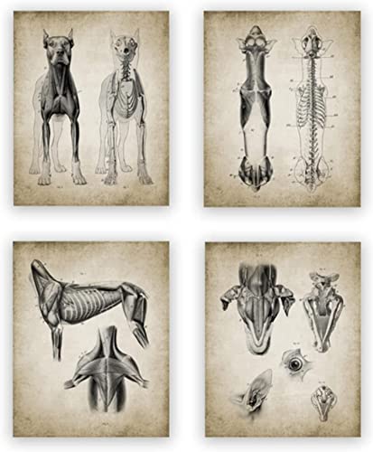 HTWLMM Hund Anatomie Leinwand Malerei Bilder Veterinär Medizinische Anatomie Vintage Poster Kunstdruck Wandbilder für Krankenhaus Klinik Deko Rahmenlos (4X50X70CM) von HTWLMM