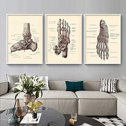 HTWLMM Kopf Skelett Füße Körper Anatomie Leinwandbilder Malerei Wanddekoratio Krankenhaus Klinik Wandkunst Kunstposter Bilder Rahmenlos (3X40X50CM) von HTWLMM