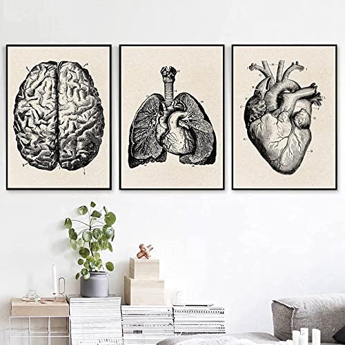 HTWLMM Menschliche Anatomie Herz Gehirn Lunge Leinwand Poster Druck Gemälde Wandbild Krankenhaus Kunstposter Home Decoration Kein Rahmen (3X40X50CM) von HTWLMM