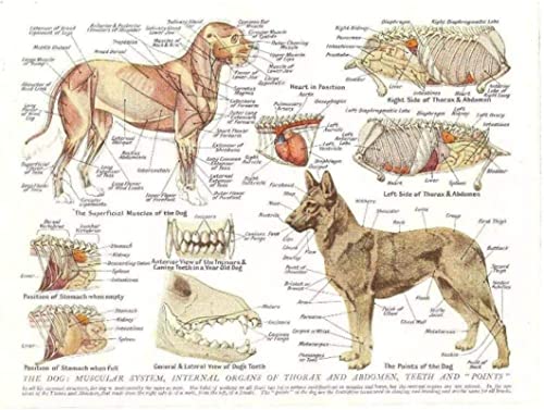 Tier Hundes Muskeln Organe Leinwand Malerei Bilder Anatomie Poster Kunstdruck Wandbilder für Krankenhaus Klinik Deko Rahmenlos (50X70CM) von HTWLMM