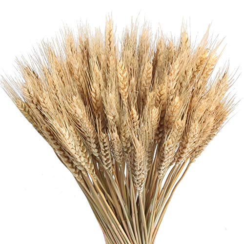 HUAESIN 100pcs Getrocknete Blumen Weizen Natürliche Trockenblumen Deko Getrocknete Weizen Blumen für Hochzeit Mittelstücke Zuhause Balkon Party Tisch Vase Weihnachten Deko 40cm von HUAESIN