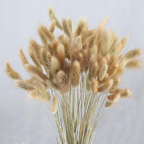 HUAESIN 100pcs Künstliche Blumen Getrocknet Pampasgras Natürliche Trockenblumen Klein Schlifgras Getrocknet Pampas Deko für Hause Hochzeit Party Hotel Vase Terrarium Bodenvase HUAESIN 100pcs Künstliche Blumen Getrocknet Pampasgras Natürliche Trockenblumen Klein Schlifgras Getrocknet Pampas Deko für Hause Hochzeit Party Hotel Vase Terrarium Bodenvase von HUAESIN