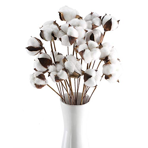 HUAESIN 20pcs Baumwolle Zweig Natürlich Baumwolle Getrocknete Blumen Baumwollzweige Kunstblumen Künstliche Dekoblumen Trockenblumen für Vase Hochzeit Party Cafe Zimmer Deko Weiss HUAESIN 20pcs Baumwolle Zweig Natürlich Baumwolle Getrocknete Blumen Baumwollzweige Kunstblumen Künstliche Dekoblumen Trockenblumen für Vase Hochzeit Party Cafe Zimmer Deko Weiss von HUAESIN