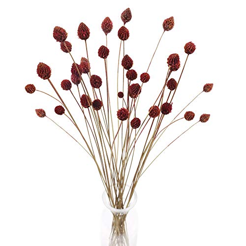 HUAESIN 30 PCS Getrocknete Blumen deko Natürliche Getrocknete Tannenzapfen Strauß Trockenblumen für Hochzeit Hause Party Fotografie Vase Blumenarrangement Dekoration HUAESIN 30 PCS Getrocknete Blumen deko Natürliche Getrocknete Tannenzapfen Strauß Trockenblumen für Hochzeit Hause Party Fotografie Vase Blumenarrangement Dekoration von HUAESIN