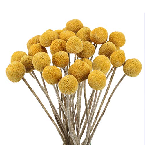 HUAESIN 30pcs Trockenblumen Craspedia Globosa Getrocknete Blumen Echte Blumen Natürliche Trockenblumen Kunstblumen Gelb für Hochzeit Party Tischdeko Fotografie Requisiten Dekoration 43cm HUAESIN 30pcs Trockenblumen Craspedia Globosa Getrocknete Blumen Echte Blumen Natürliche Trockenblumen Kunstblumen Gelb für Hochzeit Party Tischdeko Fotografie Requisiten Dekoration 43cm von HUAESIN