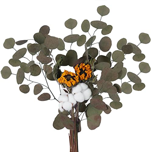 HUAESIN Getrocknete Blumen Baumwolle mit Eukalyptus Natürliche Trockenblumen Sonnenblumen Getrocknete Dekoblumen für Hochzeit Vase Zuhause Tischdeko Büro Party Foto DIY Dekoration HUAESIN Getrocknete Blumen Baumwolle mit Eukalyptus Natürliche Trockenblumen Sonnenblumen Getrocknete Dekoblumen für Hochzeit Vase Zuhause Tischdeko Büro Party Foto DIY Dekoration von HUAESIN