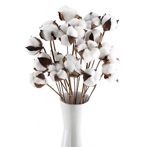 HUAESIN 20pcs Baumwolle Zweig Natürlich Baumwolle Getrocknete Blumen Baumwollzweige Kunstblumen Künstliche Dekoblumen Trockenblumen für Vase Hochzeit Party Cafe Zimmer Deko Weiss von HUAESIN