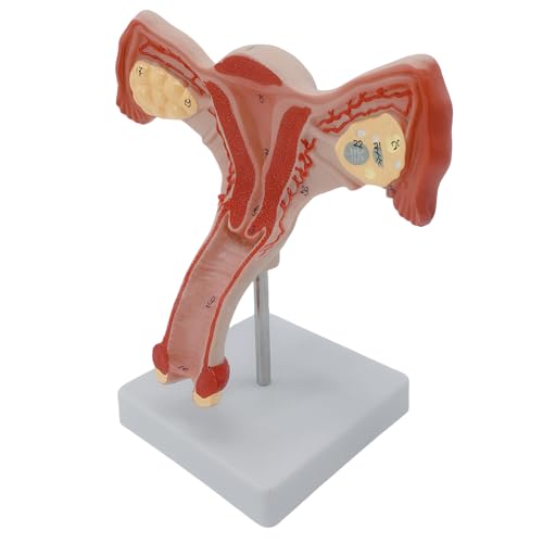 Anatomische Weibliche Genital Und Eierstockmodell Anatomie Für Reproduktive Organ Für Klinische Demonstration Und Vorlesung Reproduktionssystem Anatomische Weibliche Genital Und Eierstockmodell Anatomie Für Reproduktive Organ Für Klinische Demonstration Und Vorlesung Reproduktionssystem von HUAJINGKEJI