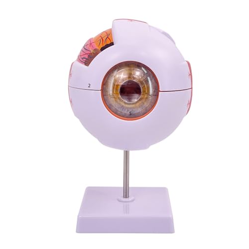 Das 6-fache menschliche Augapfel-Anatomie-Modell zeigt dreilagige Membran der Wandlinse, Glaskörper und mehr Augen Das 6-fache menschliche Augapfel-Anatomie-Modell zeigt dreilagige Membran der Wandlinse, Glaskörper und mehr Augen von HUAJINGKEJI