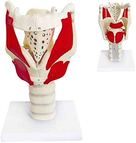 Kehlkopf-Funktionsmodell, 3-Fach lebensgroßes Kehlkopf-Anatomiemodell, menschliches Modell zur Stärkung der Halsstruktur und -Funktion, Medizin, medizinisches Anatomie-Skelett-Hals-Studienmo von HUANGEDQ