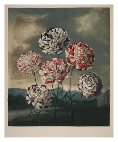 HUANTY Wandbilder auf Leinwand Ausstellung Kunst Lilie Tulpe Illustration Vintage Poster Kein Rahmen Leinwand Gemälde Wand Kunst Bilder Wohnkultur(G,60X90cm) von HUANTY