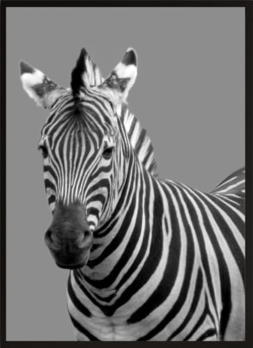 HUBDECO Bild Wanddekoration Poster - Hochwertiges Poster gedruckt auf 200g/m2 Posterpapier - Tolle Zimmerdekoration - Schlafzimmer Bilder - Ohne Ramen - 40x30cm - Zebra Porträt HUBDECO Bild Wanddekoration Poster - Hochwertiges Poster gedruckt auf 200g/m2 Posterpapier - Tolle Zimmerdekoration - Schlafzimmer Bilder - Ohne Ramen - 40x30cm - Zebra Porträt von HUBDECO