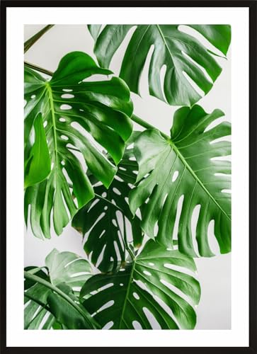 HUBDECO Bild Wanddekoration Poster - Hochwertiges Poster gedruckt auf 200g/m2 Posterpapier - Tolle Zimmerdekoration - Schlafzimmer Bilder - Ohne Ramen - 70x50cm - Monstera Blatt Pflanze von HUBDECO