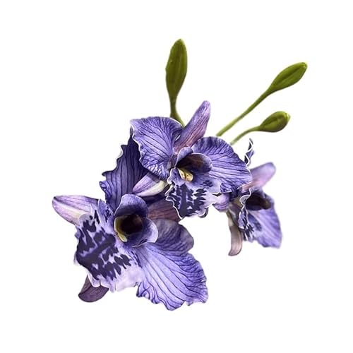 HUFFA Simulation Phalaenopsis Orchidee Künstliche Blume - Retro Ölgemälde Magnolie for Wohnkultur(Lila) von HUFFA