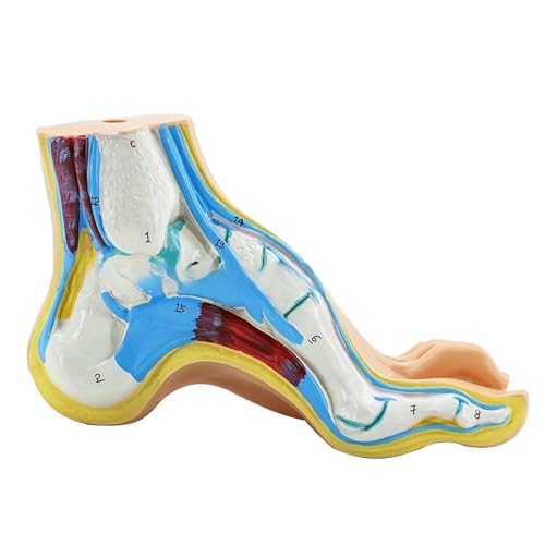 Fuß Anatomisches Modell Menschlich Anatomisches Fußmodell Normales Flachgewölbtes Fußmodell mit Muskeln Bänder Fußmodell Anatomie Fuß Anatomie Modell mit Bändern Fuß und Knöchel Modell Anatomie Modell Fuß Anatomisches Modell Menschlich Anatomisches Fußmodell Normales Flachgewölbtes Fußmodell mit Muskeln Bänder Fußmodell Anatomie Fuß Anatomie Modell mit Bändern Fuß und Knöchel Modell Anatomie Modell von HUIFACAI