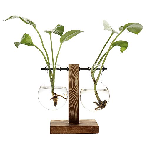 HUIKJI Pflanzen-Anzuchtstation mit Holzständer, Glas-Pflanzen-Terrarium, Blumenzwiebel-Vase, Desktop-Glas-Pflanzgefäß, Hydrokultur-Vasen für Zuhause, Büro, Garten, Hochzeitsdekoration von HUIKJI