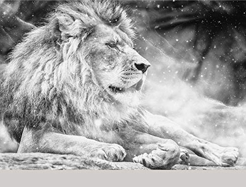 Fototapete 3D Effekt Tapete 3D Schwarz Und Weiß Männlicher Löwe - Moderne Wanddeko Design Tapete Abstraktion Und Kunst-Tiere/Fauna Wohnzimmer Schlafzimmer Dekoration -200x140CM-XL von HUIwallpaper