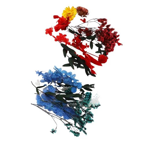 HUSHUI 2 Box Trockenblume Lebendige Farben Multifunktional Getrocknete Blumen Dekor für Handwerk Nagelkunst Harzform Schmuck Schmuck HUSHUI 2 Box Trockenblume Lebendige Farben Multifunktional Getrocknete Blumen Dekor für Handwerk Nagelkunst Harzform Schmuck Schmuck von HUSHUI