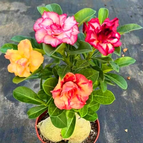 Adenium obesum – Stilvoller Blickfang für Balkon und Terrasse-2zwiebeln-C Adenium obesum – Stilvoller Blickfang für Balkon und Terrasse-2zwiebeln-C von HWEKHJVC