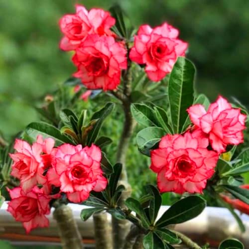 Elegantes Adenium obesum – Tropisches Flair im Wohn- und Außenbereich-4zwiebeln-B Elegantes Adenium obesum – Tropisches Flair im Wohn- und Außenbereich-4zwiebeln-B von HWEKHJVC